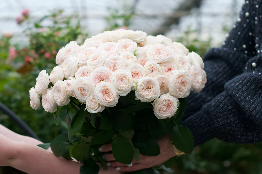 Farm-Fresh Roses, Direct to You