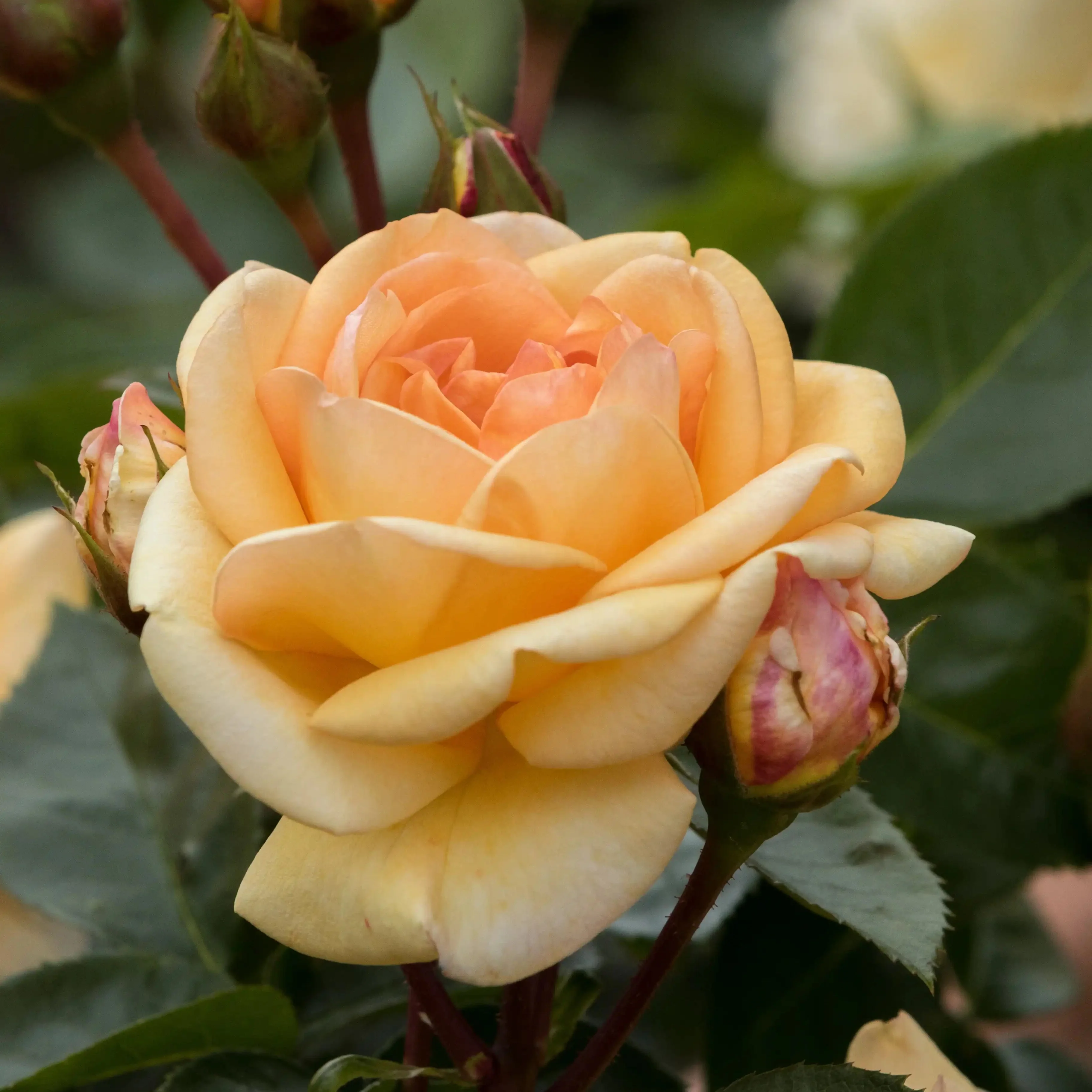 Wholesale